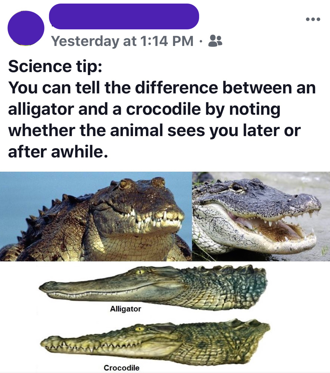 A social media post with the text, ''Science Tip: You can tell the difference between an alligator and a crocodile by noting whether the animal sees you later or after awhile.'' Below are images of both alligators and crocodiles.